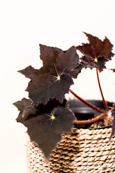 Begonia sp. "Black Velvet"